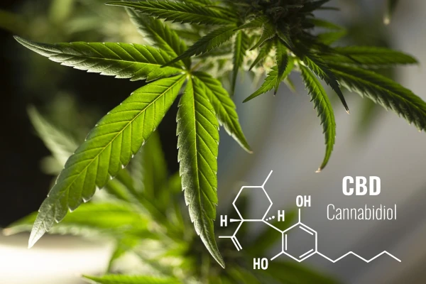 cannabidiol